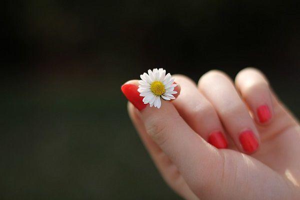 手の中の一輪の花