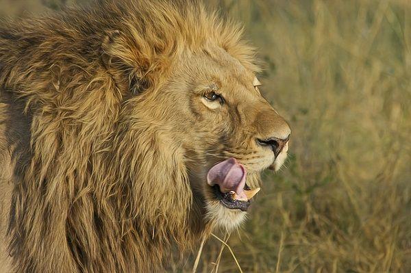 舌なめずりするライオン