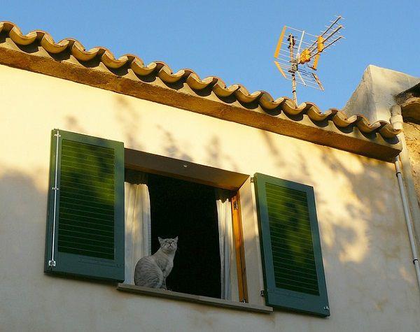 窓から見下ろすネコ